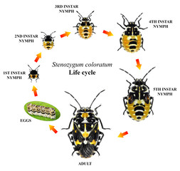 Variegated caper bug, Stenozygum coloratum (Hemiptera: Pentatomidae). Life cycle. Development...