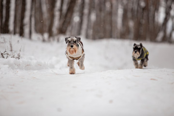 Dog breed Miniature Schnauzer in the winter forest