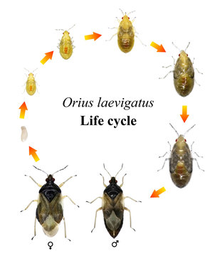 Minute pirate bug, Orius laevigatus (Hemiptera: Anthocoridae). Life cycle. Development stages isolated on a white background 