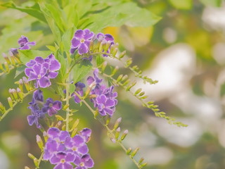 Soft focus golden dewdrop flowers blossom blooming on branches with nature blurred background, other name is pigeon berry and skyflower, Duranta erecta is a species of flowering shrub in the verbena.