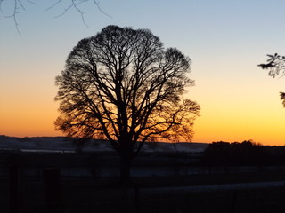 silhouette of tree in sunset