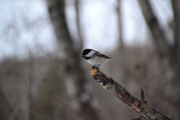 Black-capped Chickadee on Branch