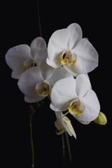 Fototapeta na wymiar Close-up white orchid flowers on the black background
