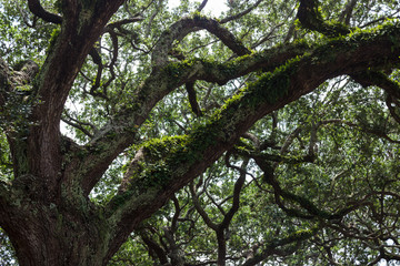 Ferns grow on large tree trunks. Fern leaves in the summer sun