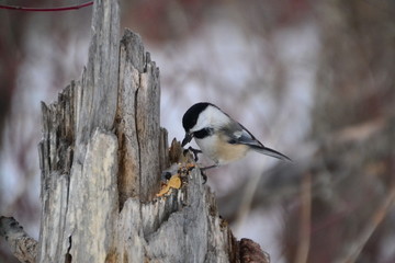 Black-capped Chickadee on a Tree Stump