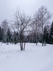 Romantische Winterbilder mit viel Schnee im Wald