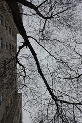 tree branches in winter town