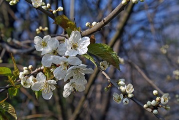 white beautiful blooming apple treebranch on a warm day in the garden