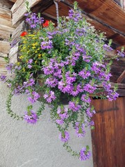 enFleurs mauves suspendues / purple flowers 