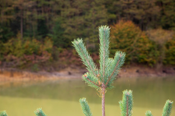 lake and forest behind green plant