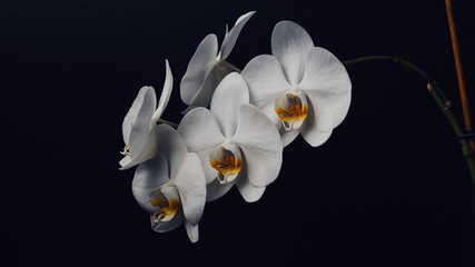Fototapeta na wymiar Branch with beautiful orchid flowers on black background. Tropical plant