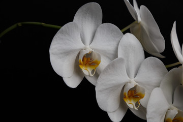 Fototapeta na wymiar White orchid on a black background.