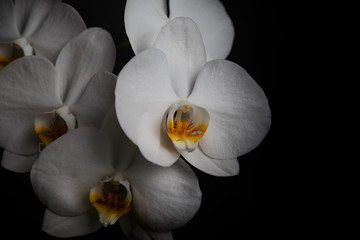 White orchid on a black background. Closeup