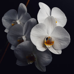 Flowers of a white orchid isolated on a black background. Closeup