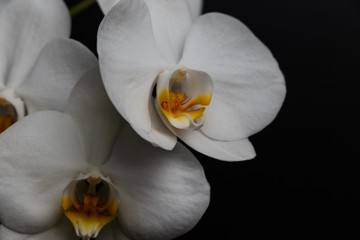 Obraz premium Flowers of a white orchid isolated on a black background. Closeup
