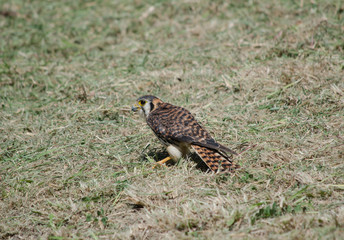 American Kestrel