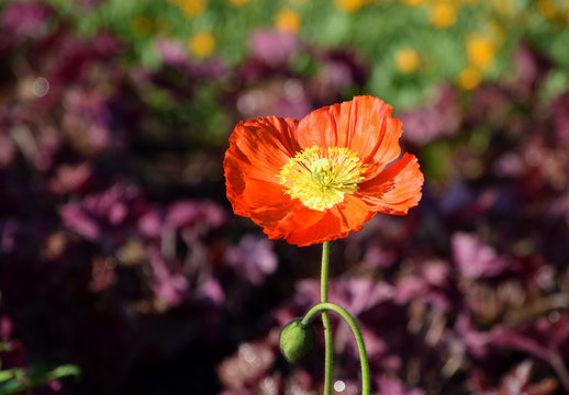 Red Arctomecon merriamii poppy  flower blooming in garden, anzac day