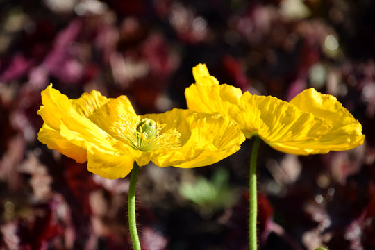 yellow flowers, Arctomecon merriamii poppy blooming in garden