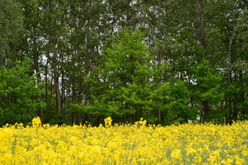 Obraz premium Landschaft Oberlausitz