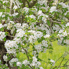 Blühender Apfelbaum im Frühling