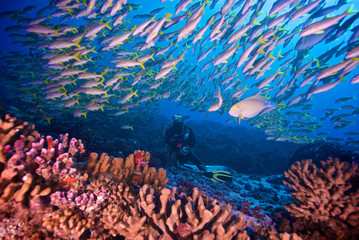 SCUBA diver with fish in a coral reef
