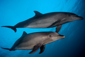 Fototapeta premium Dolphins in Rangiroa French Polynesia Tahiti