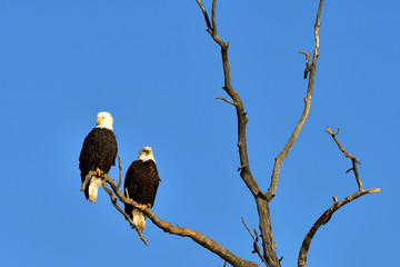 Bald eagles roosting in dead tree with blue sky background