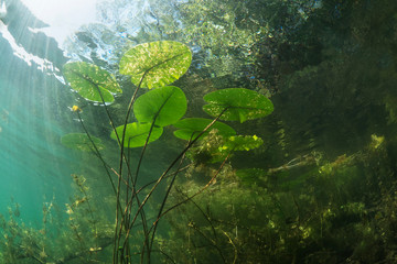 Beautiful yellow Water lily (nuphar lutea) in the clear pound. Underwater shot in the fresh water...