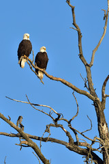 Bald eagles roosting in dead tree with blue sky background
