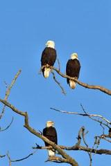 Bald eagles roosting in dead tree with blue sky background