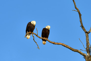 Bald eagles roosting in dead tree with blue sky background