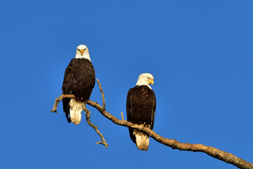 Bald eagles roosting in dead tree with blue sky background