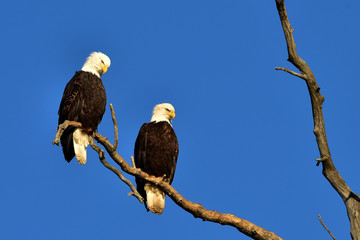Bald eagles roosting in dead tree with blue sky background