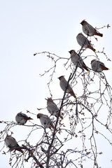 Bohemian waxwings