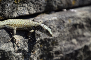 Close-up about alittle grey lizard between grey stones