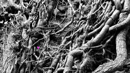 Purple Cyclamen proudly grows among intertwined bush roots, color with black and white mix, Italy.
