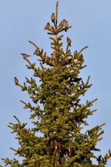 Bohemian Waxwings in spruce tree