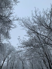 Fototapeta na wymiar Frosty branches of trees on beautiful grey sky in winter