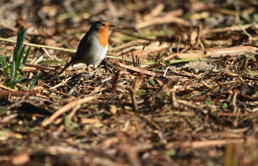 European Robin Bird