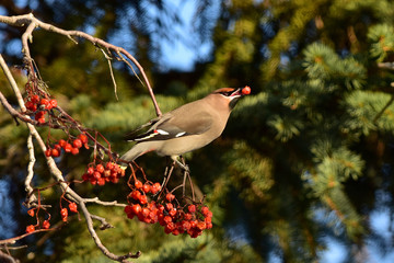 Bohemian Waxwing