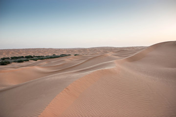 Fototapeta na wymiar Oasis in the Sahara Desert, vegetation and dunes at sunset