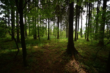 Landschaft Oberlausitz