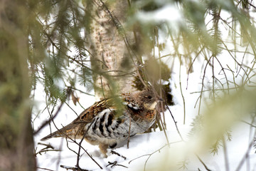 Ruffed Grouse in hiding
