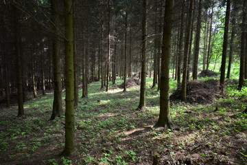 Landschaft Oberlausitz