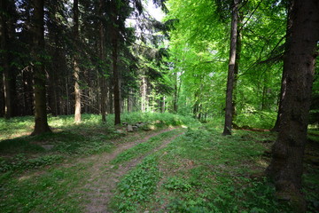 Landschaft Oberlausitz