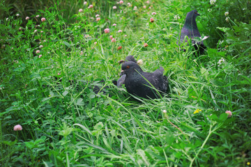 close up at pigeon from the top that it was walking on the green grass. Pigeon was walking at the sunshade area because it was looking down and find some food