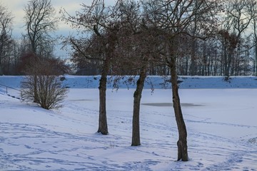 Bäume am gefrorenen See