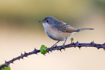 Subalpine warbler female. Sylvia cantillans perched on a branch on a uniform light background