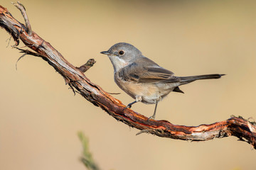 Subalpine warbler female. Sylvia cantillans perched on a branch on a uniform light background
