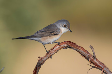 Subalpine warbler female. Sylvia cantillans perched on a branch on a uniform light background